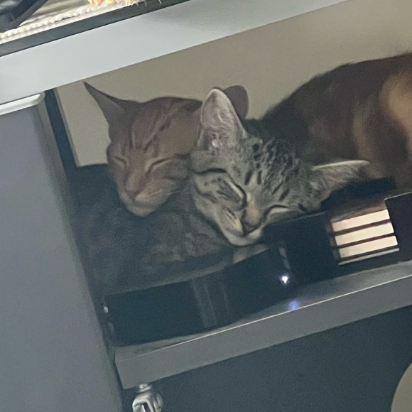 Meet your Posher, Jennifer - Picture 4 of 5